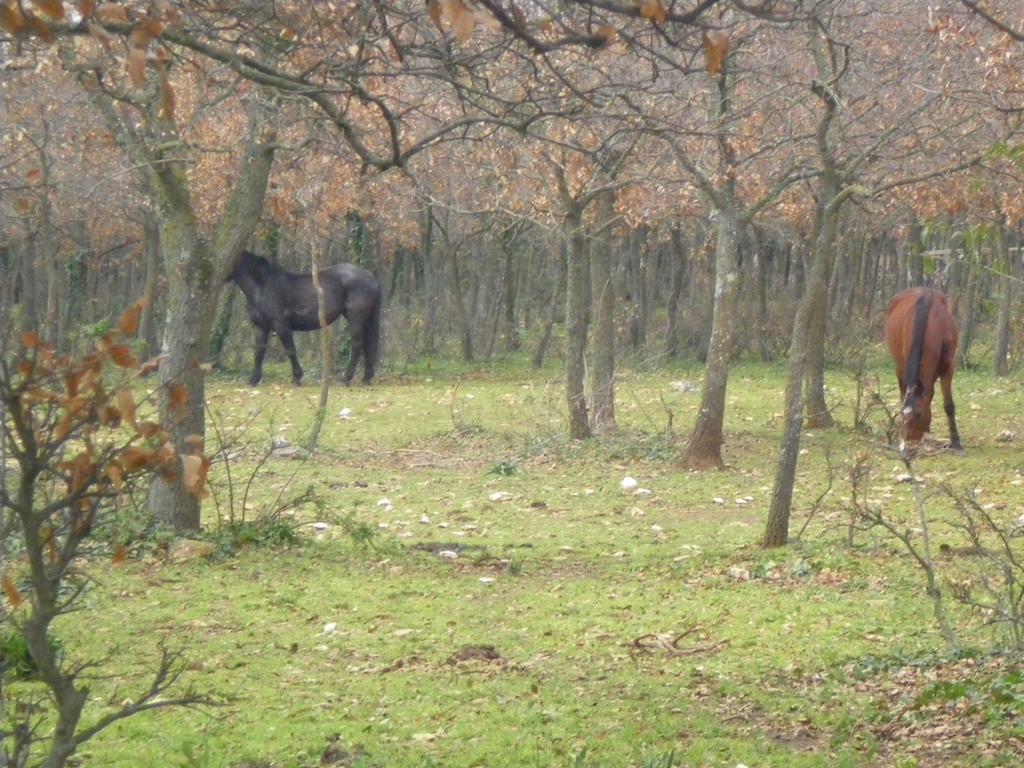 B&B Valle D'Itria Μαρτίνα Φράνκα Εξωτερικό φωτογραφία